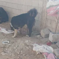 سگ گله ی|سگ|عسگران, |دیوار