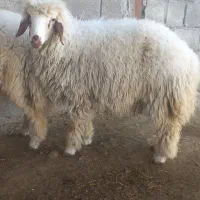 بره شیر مس|حیوانات مزرعه|دره شهر, |دیوار