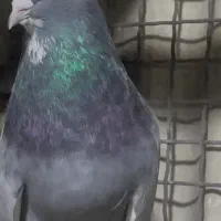 کبوتراصیل تیپلر انگلیسی|پرنده|تهران, شهرک آزادی|دیوار