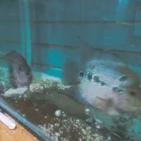 اکاواریوم|ماهی|نظرآباد, نظرآباد|دیوار