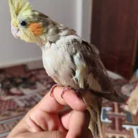 جوجه عروس پاریس دستی در حمیدیه