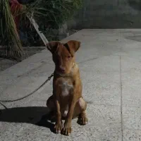 توله پیتبول ۶ ماهه