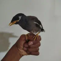 مینا مفت
