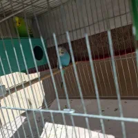 مرغ عشق|پرنده|شیراز, لب آب|دیوار