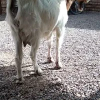 بز شیری دورگ سانن
