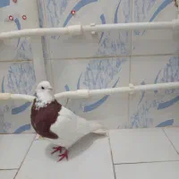 کبوتر|پرنده|تبریز, |دیوار