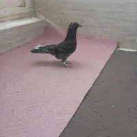 کفتر گرفتنی