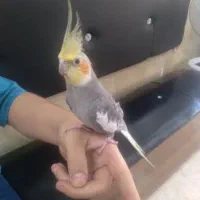 عروس و مرغ عشق|پرنده|فومن, |دیوار