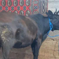 گاو و گوساله ماده