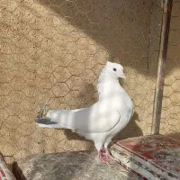 تهرانی درجه یک|پرنده|بروجرد, |دیوار