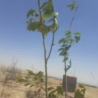 خونه باغ 500متری