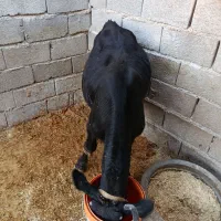 گاو و گوساله داشتی گوساله سویسی  نر به شرط