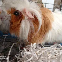 خوکچه هندی|موش و خرگوش|ارومیه, |دیوار