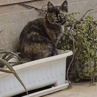 گربه ۹ ماهه