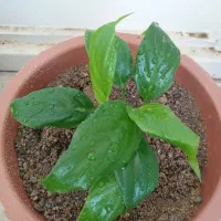 گلهای زیبا|گل و گیاه طبیعی|تبریز, |دیوار