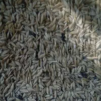 جو محلی