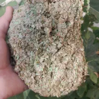 شیره گزو درخت بلوط .دوشاو گزو