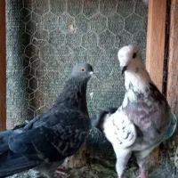 کبوتر.|پرنده|محمدشهر, عباس آباد|دیوار