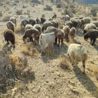 بزکهره دار|حیوانات مزرعه|ارژن, |دیوار