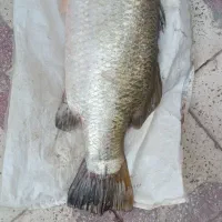 ماهی سیباس