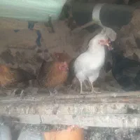 مرغ و خروس فروشی|حیوانات مزرعه|جوانرود, |دیوار