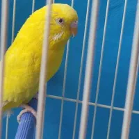 مرغ عشق گمشده|پرنده|فولادشهر, C5|دیوار