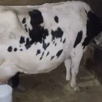 گاو شیری و گوساله