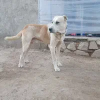 یه سگ نگهبان 4نیم ساله واگزار میشود