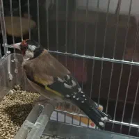 سهره جوجه قفس