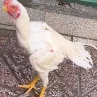خروس لاری  هندی