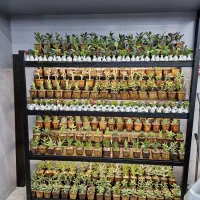 گلدان طبیعی و مصنوعی