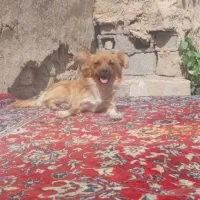 سگ پامر