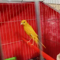 قناری رسمی بلند نر|پرنده|شاهرود, |دیوار