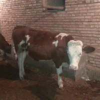 فروش گوساله های سمینتال ماده