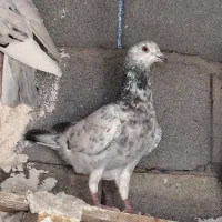 کفترسوسکی پرشی نر|پرنده|آشخانه, |دیوار