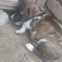 سگ پا کوتاه|سگ|نیشابور, بنیاد شهید|دیوار