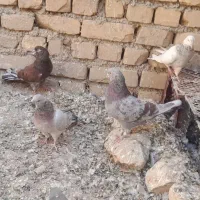 ۲۹ تا پرنده درجه یک|پرنده|داران, |دیوار