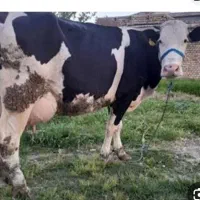 شیر گاو بز تازه  روزنه