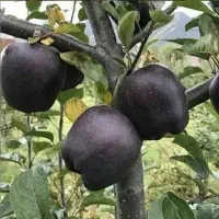فروش نهال سیب جرومین رویال نهال|خدمات باغبانی و درختکاری|پیرانشهر, |دیوار