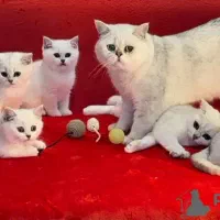 حراج گربه چینچیلا سیلورجذاب با قیمت ارزان