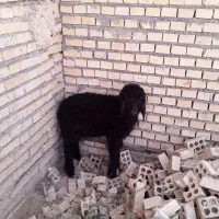بره نرتعاونی وبزباردار