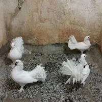 فروش کفترای چتری|پرنده|قم, حاج زینل|دیوار