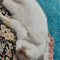 گربه|گربه|اصفهان, بهرام‌آباد|دیوار