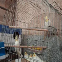 عروس هلندی مولد با جوجه