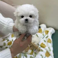 پودل کراس مینی