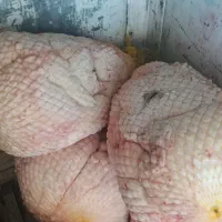 دنبه سفیدوتمیزمال میشه|خوردنی و آشامیدنی|تهران, سلسبیل شمالی|دیوار