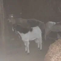 قوچ چینی درجه یک چاق|حیوانات مزرعه|زیرکوه, |دیوار