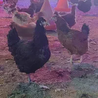 مرغ.محلی.زنده|حیوانات مزرعه|برازجان, |دیوار