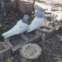 جفت کله ابر کلایی عروسک
