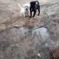 سگ پاکوتا سایز ریز|سگ|کرمان, |دیوار